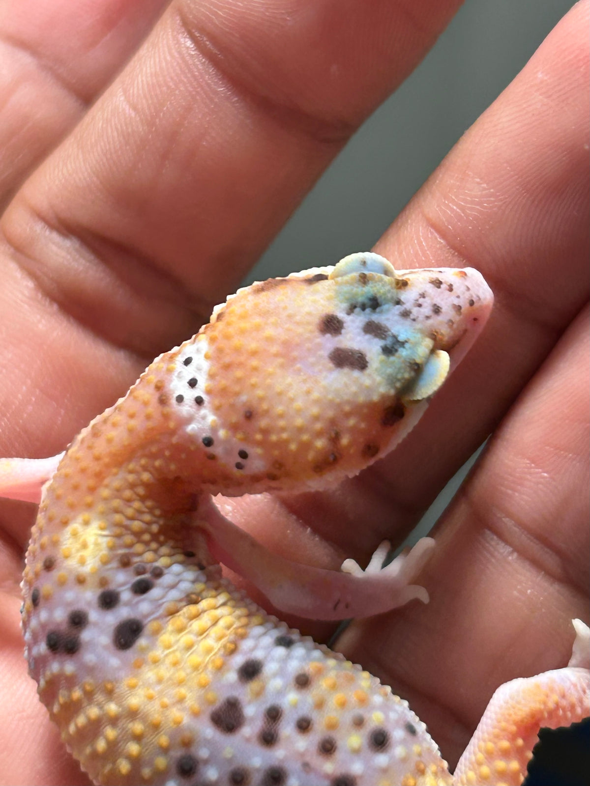 Gecko leopardo eclipse macho