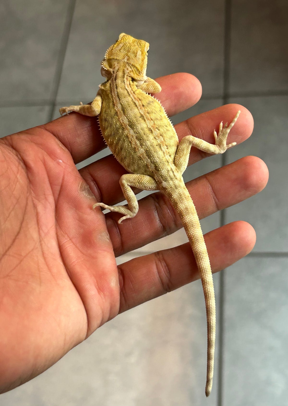 Pogona Citrus Leatherback macho (Nip tail)