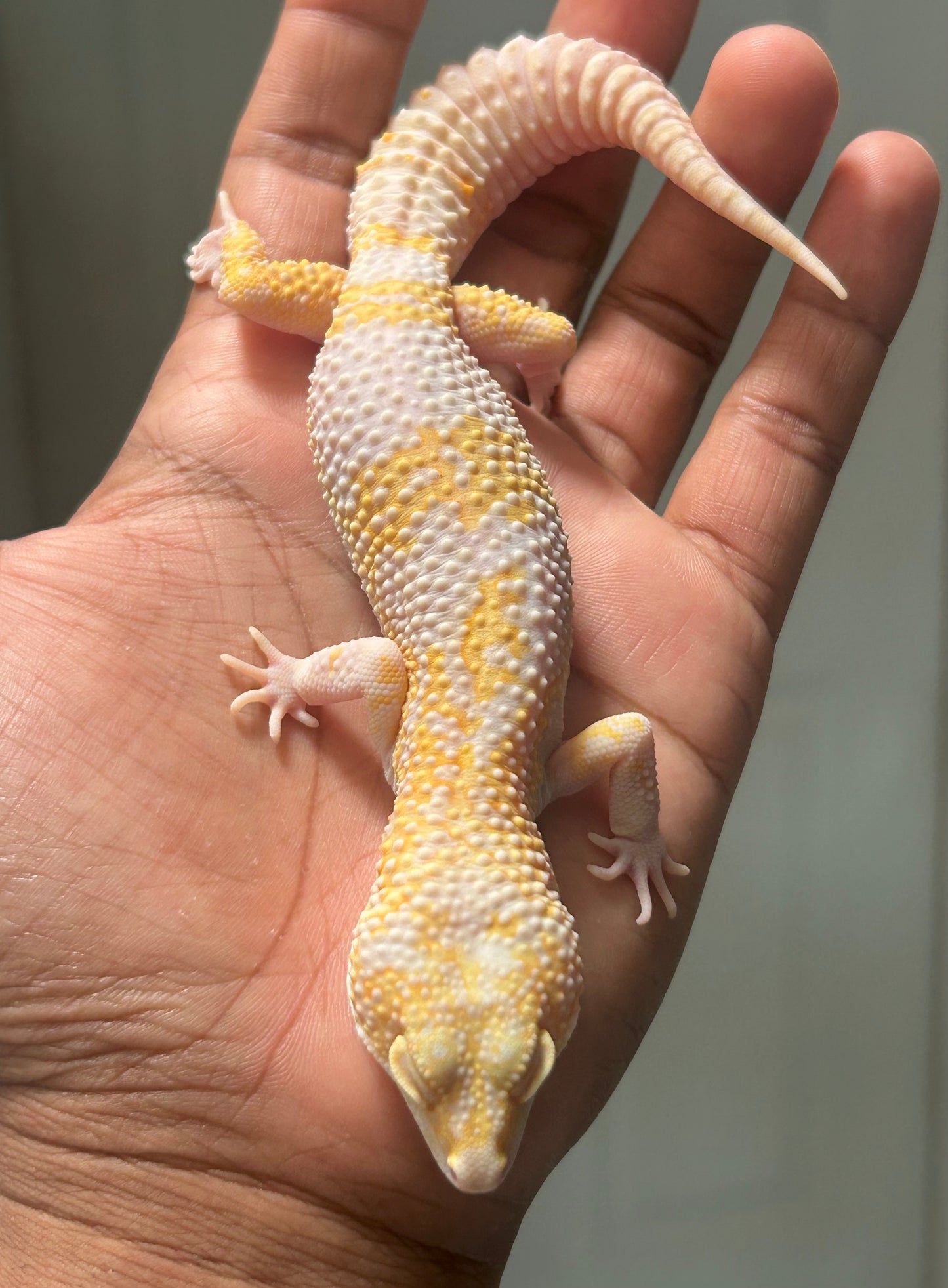 Gecko leopardo Sunglow het eclipse macho
