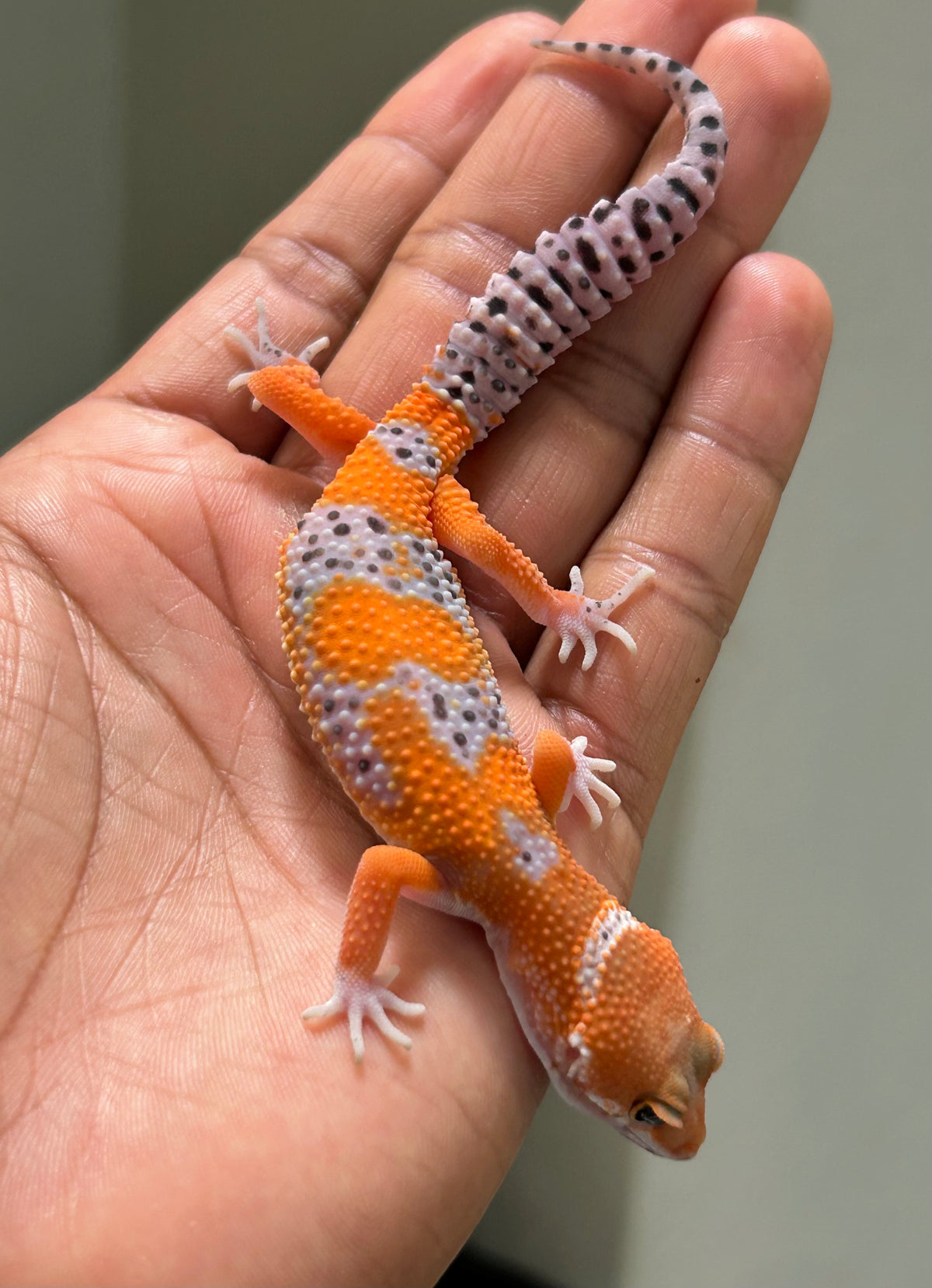 Gecko leopardo Blood inferno macho