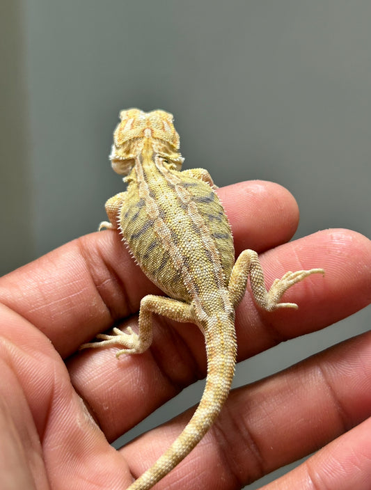 Pogona Citrus Hypo leatherback macho