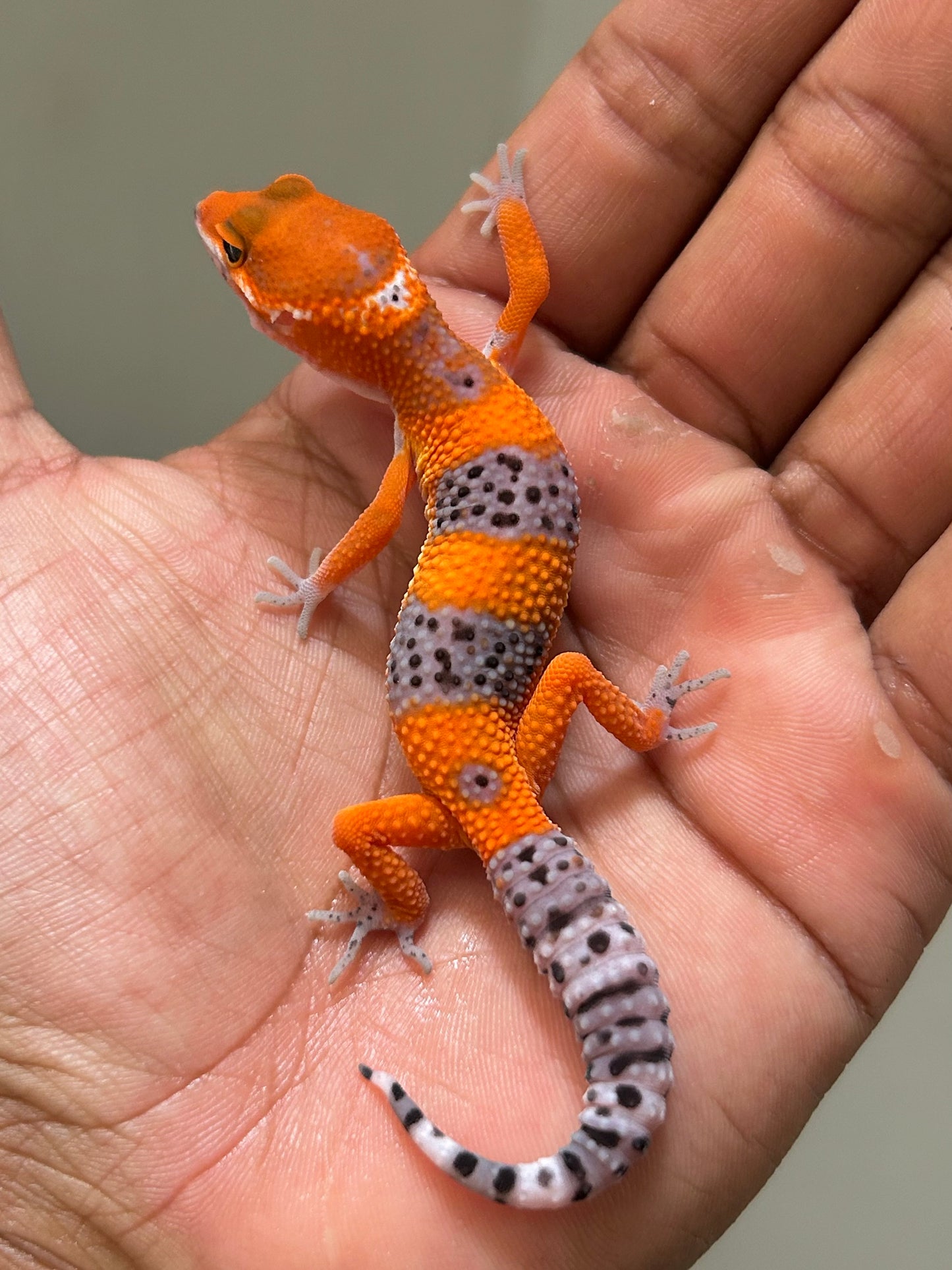 Gecko leopardo Blood inferno macho