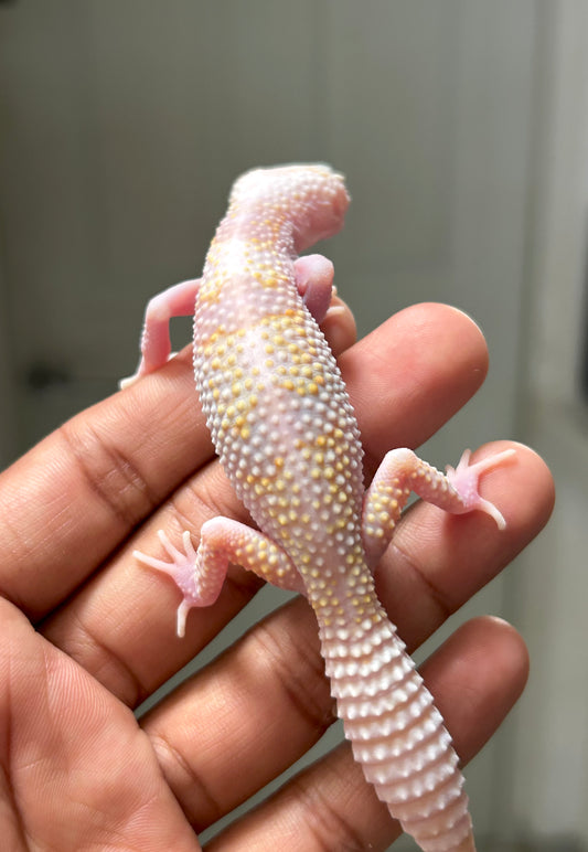 Gecko leopardo W&Y snow tremper het eclipse hembra
