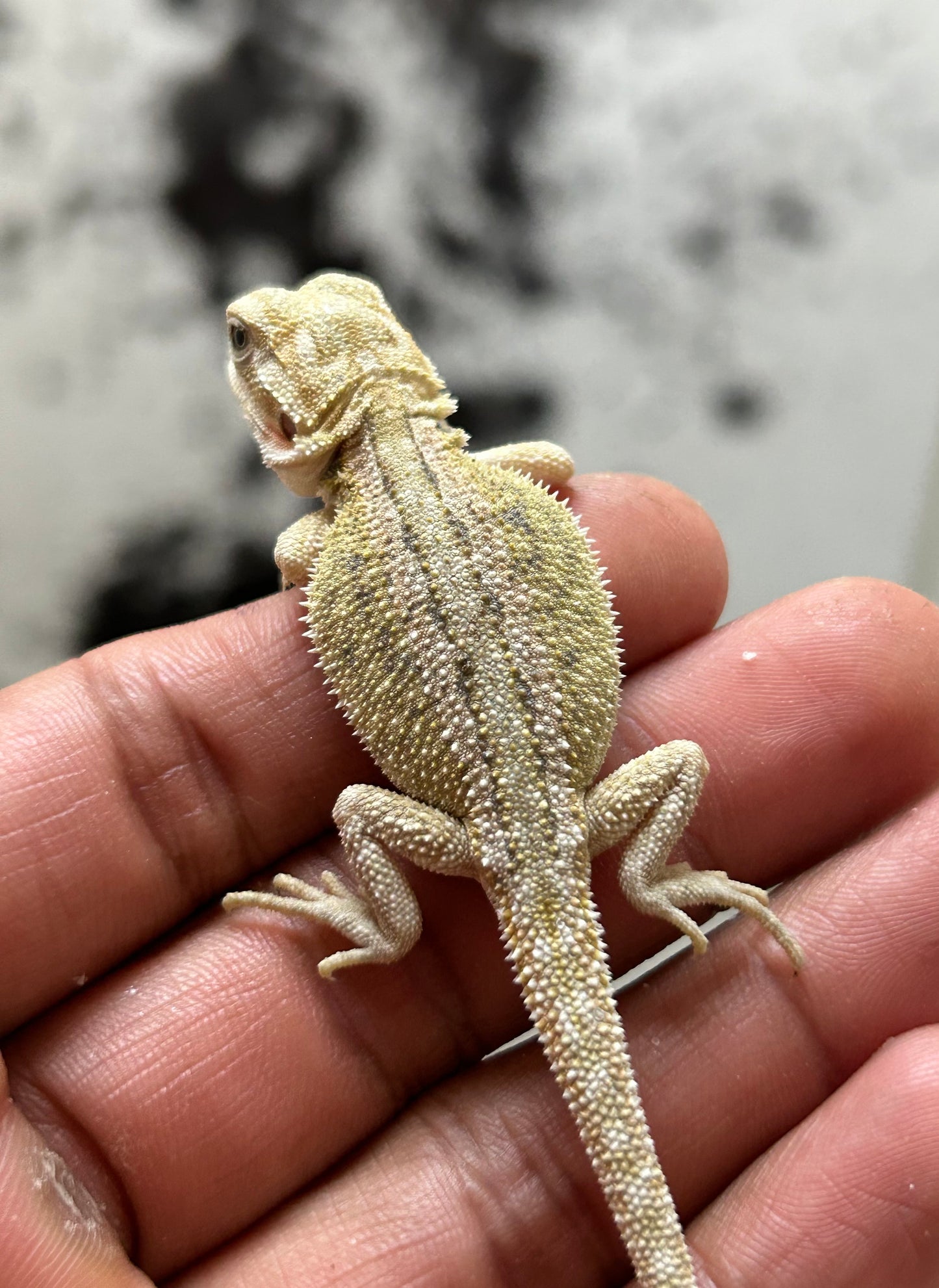 Pogona Citrus hypo hembra