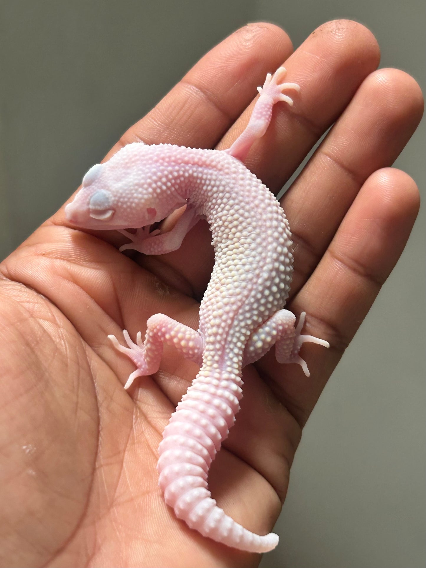 Gecko leopardo diablo blanco macho
