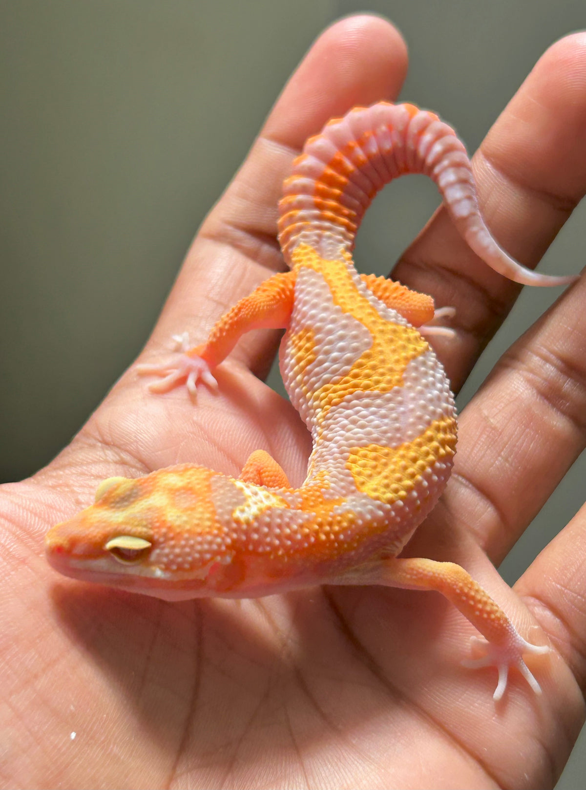 Gecko leopardo Red Diamond macho