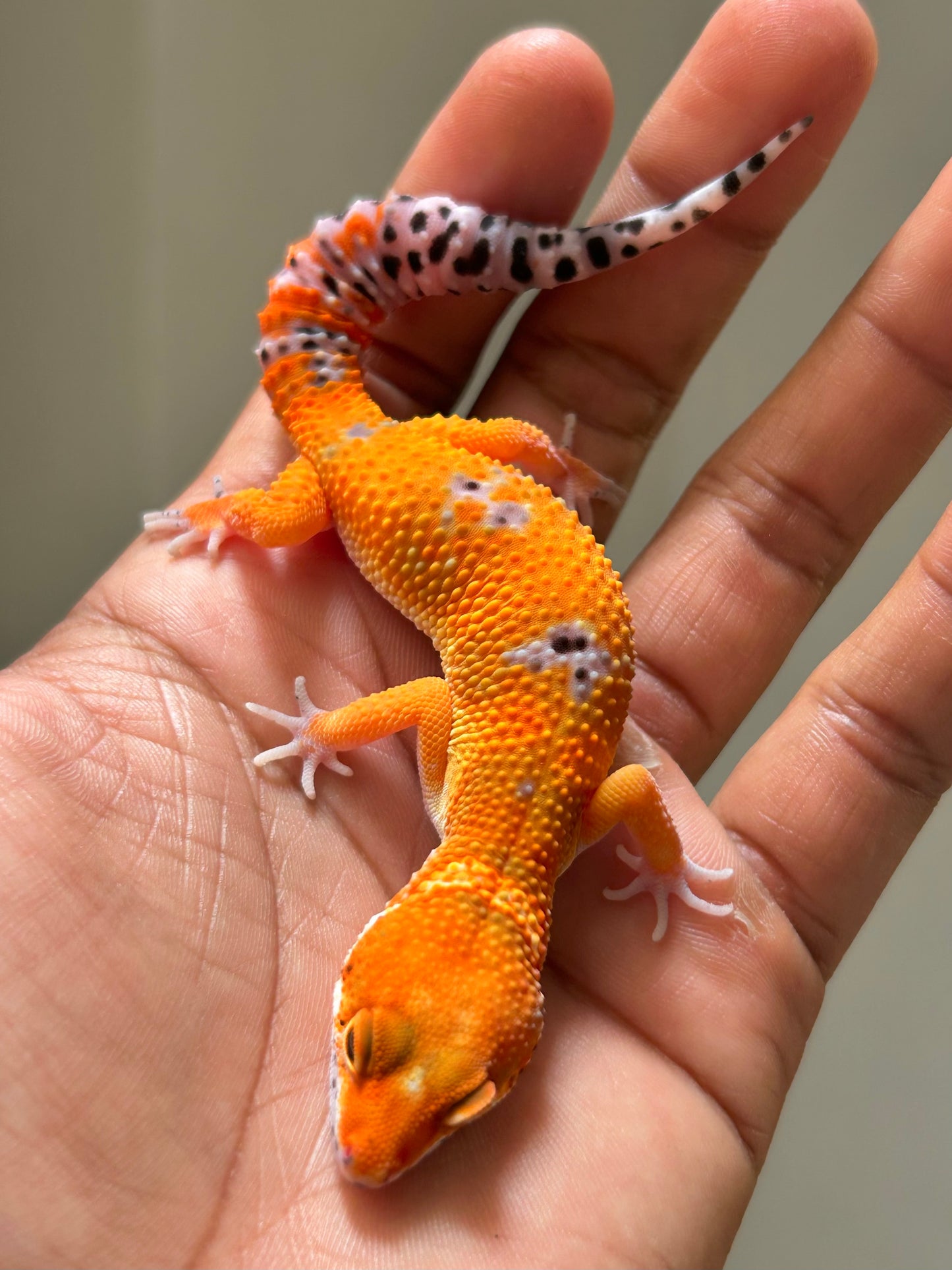 Gecko leopardo blood inferno macho