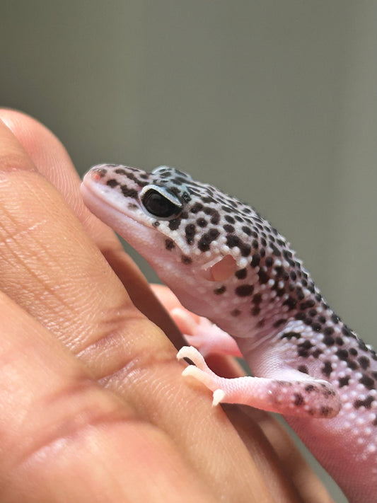 Gecko leopardo Super Snow macho