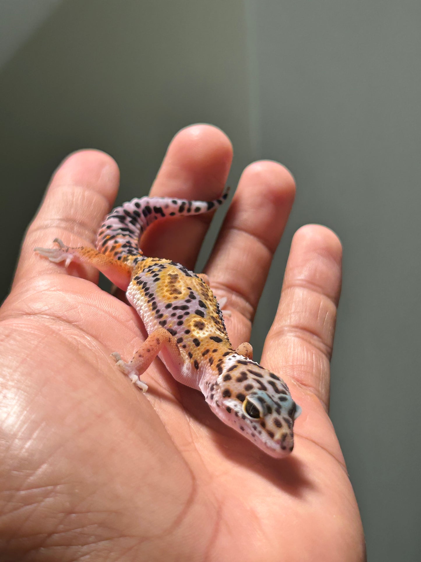 Gecko leopardo jungle macho