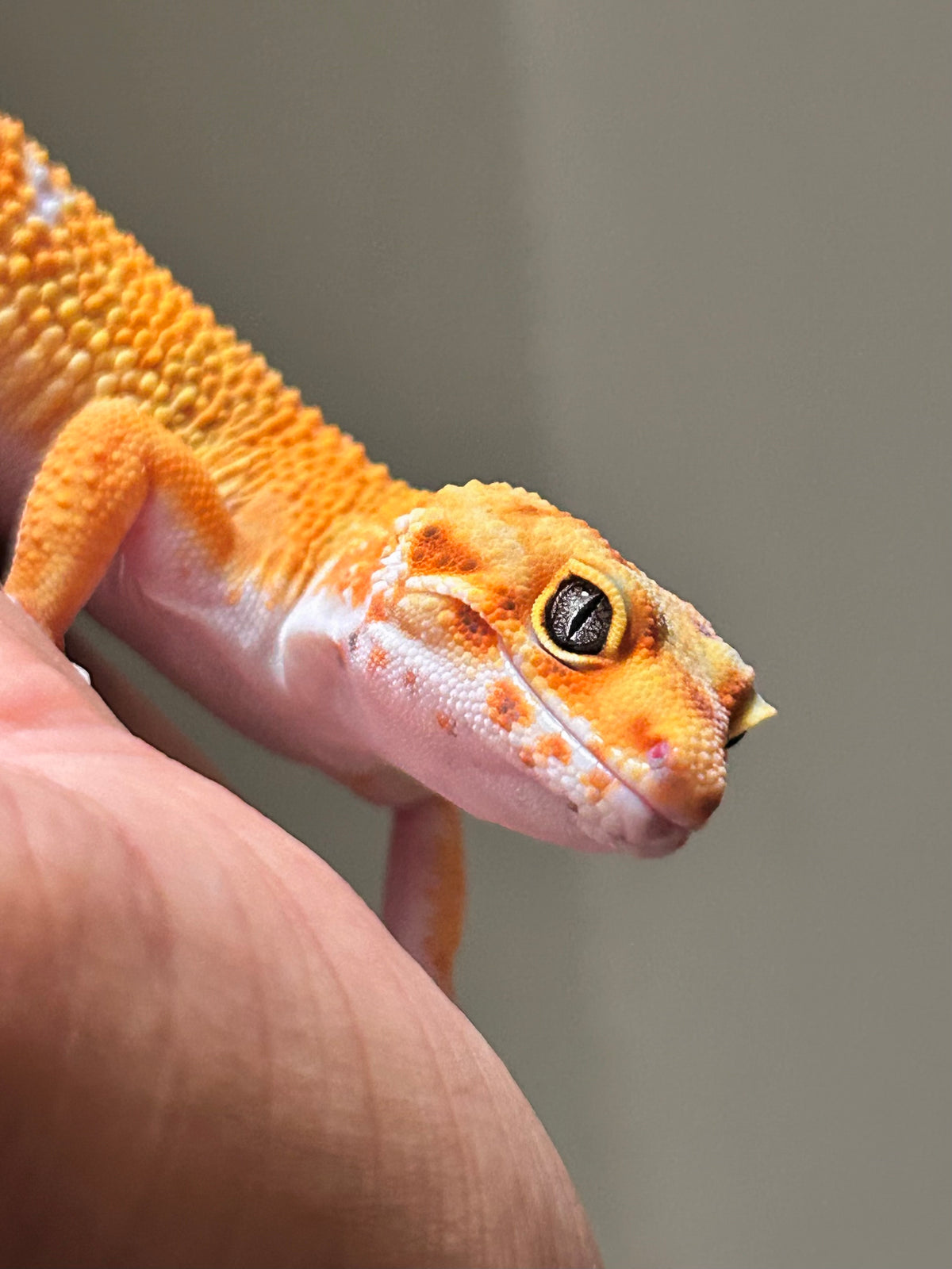 Gecko Leopardo Blood  macho