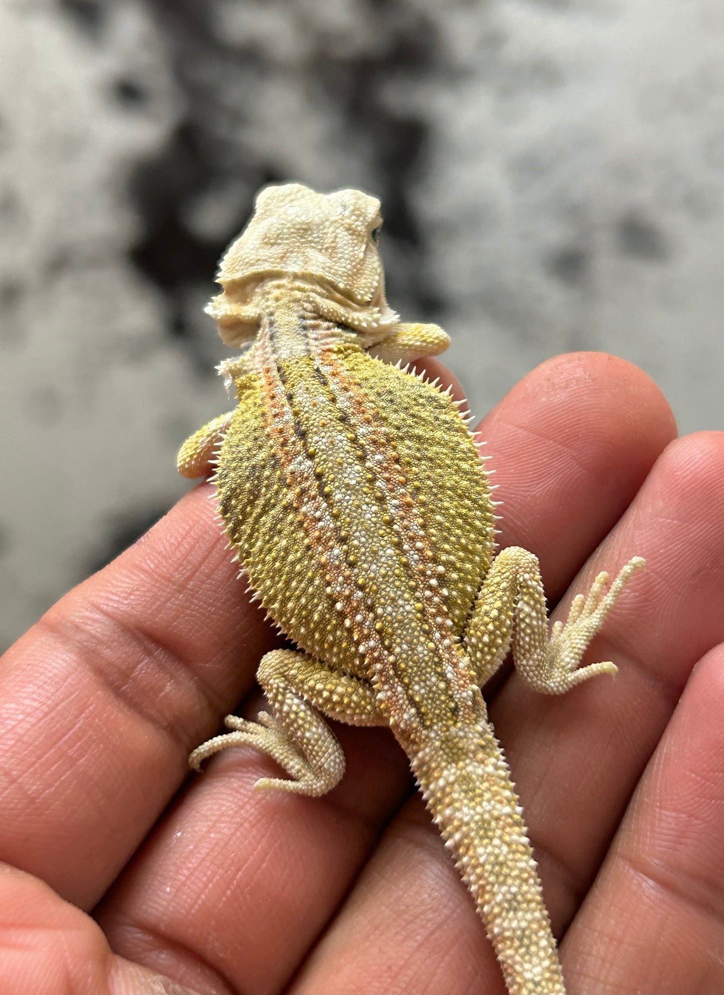 Pogona Citrus hypo dunner hembra