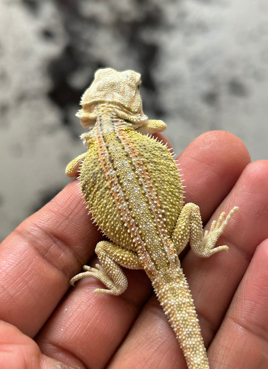 Pogona Citrus hypo dunner hembra