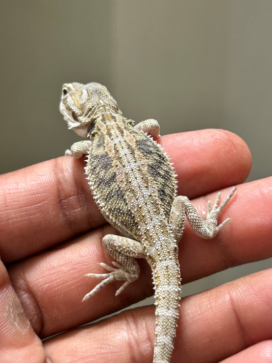 Pogona Hypo het zero macho (Nip Tail)