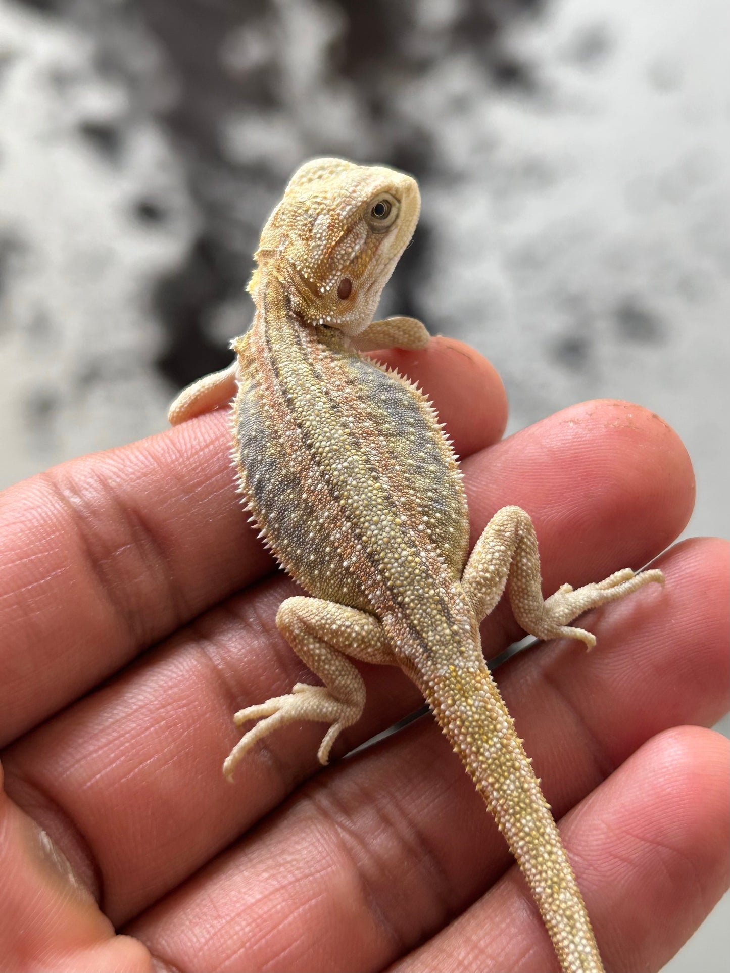 Pogona Citrus hypo leatherback dunner hembra