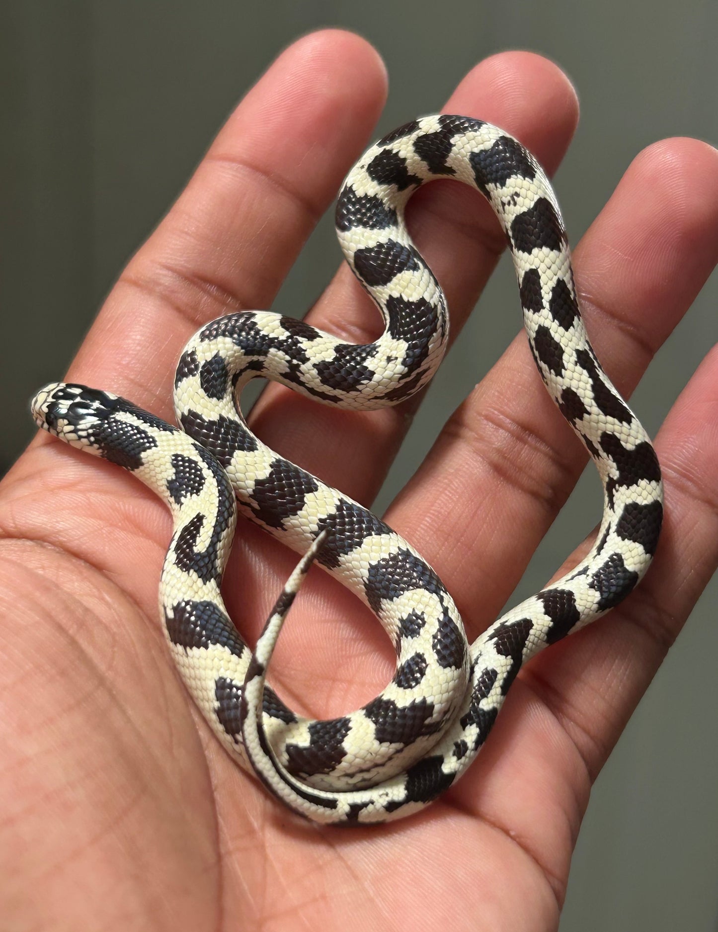 Serpiente rey de california aberrante macho