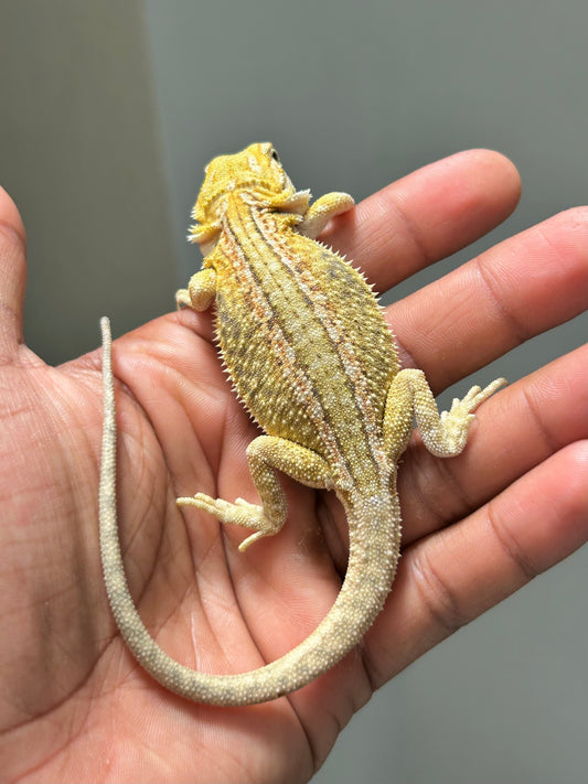 Pogona Citrus hypo leatherback dunner hembra