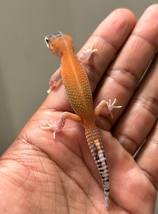 Gecko leopardo Tangerine eclipse