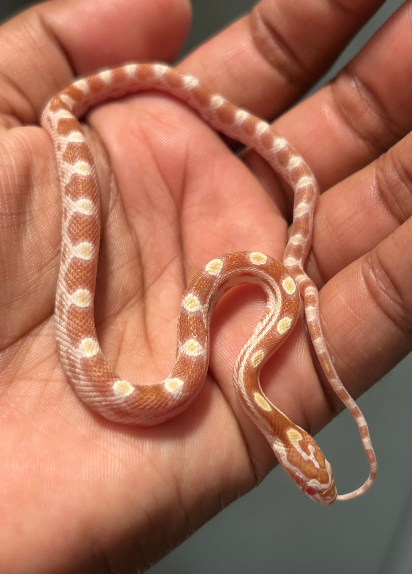 Serpiente maicera butter