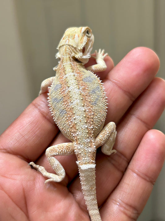 Pogona Hypo het zero macho