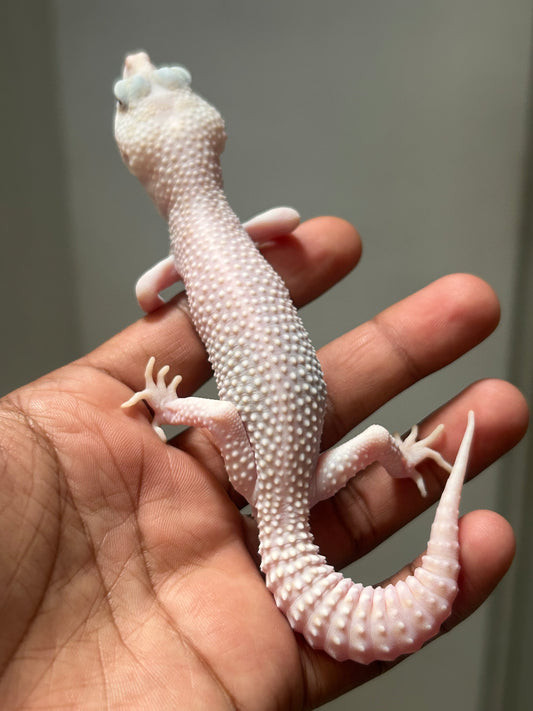 Gecko leopardo W&Y super snow tremper het eclipse macho