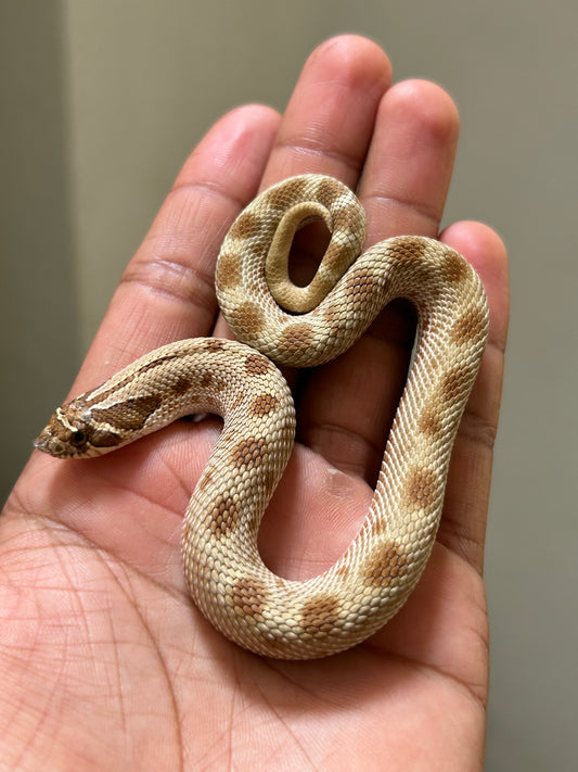 Hognose conda macho