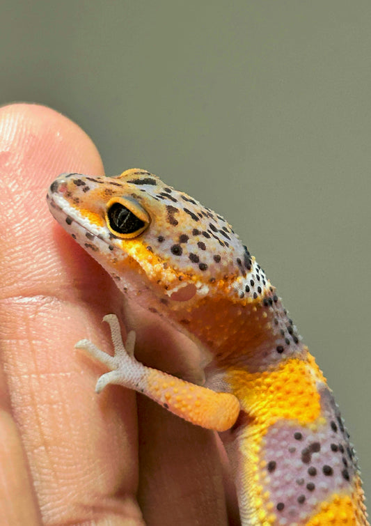 Gecko leopardo Blood inferno hembra