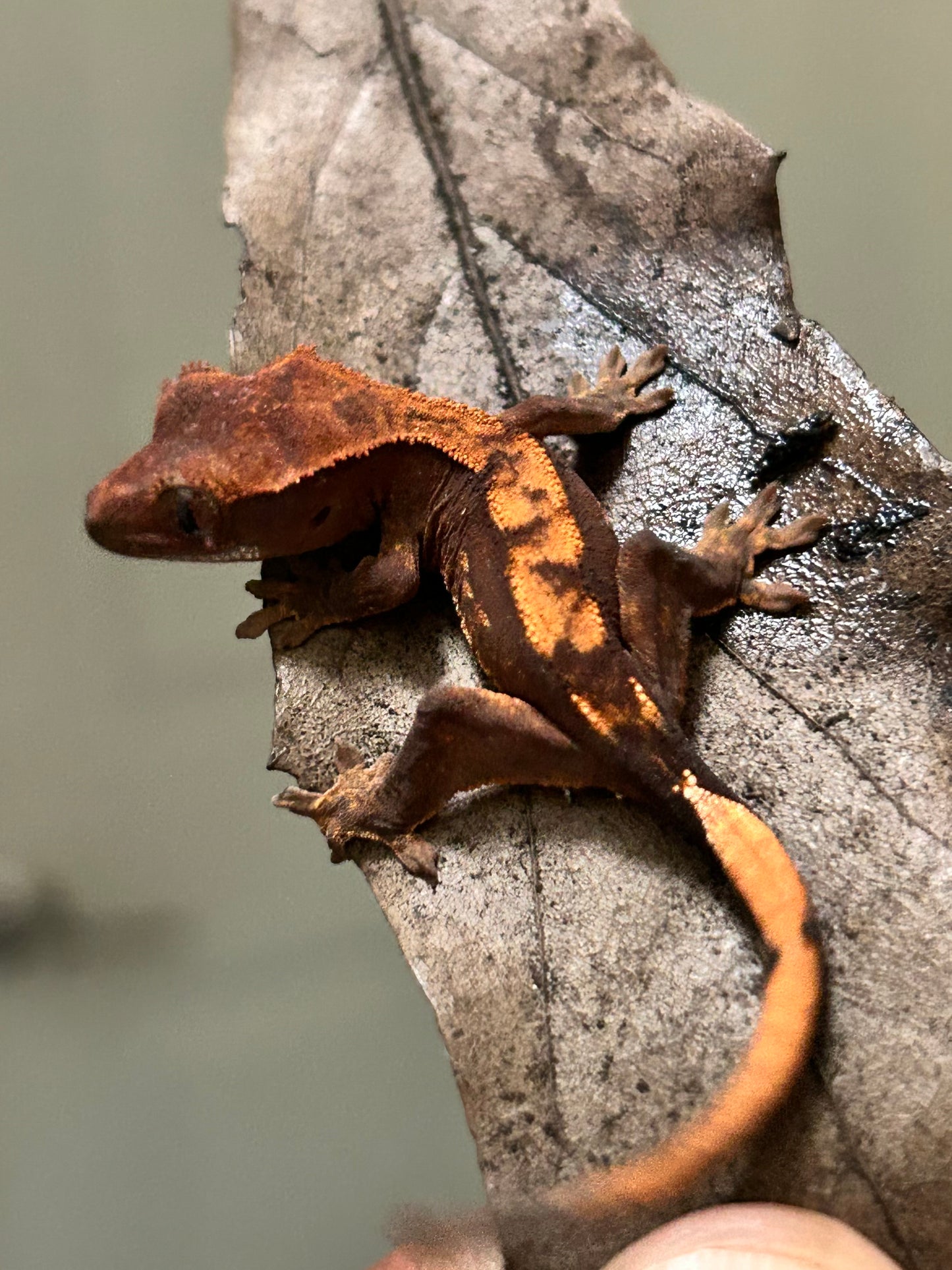 Gecko crestado harlequin