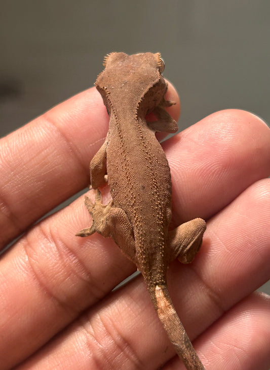 Gecko crestado patternless
