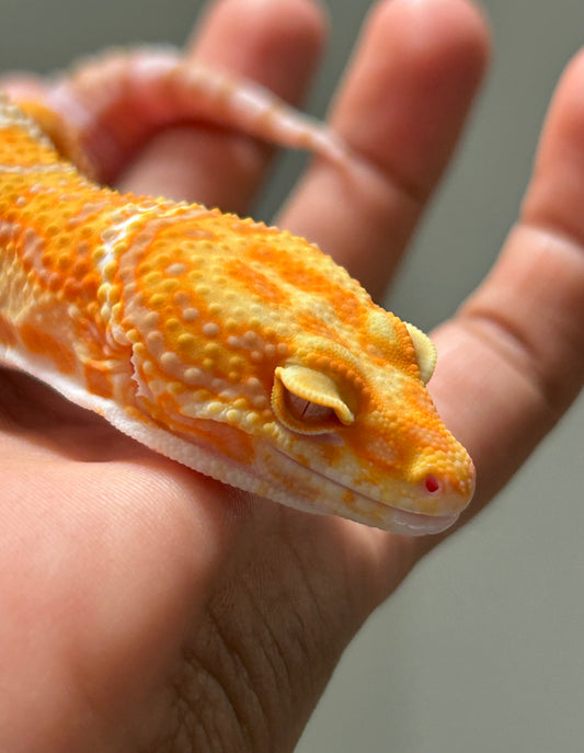 Gecko leopardo Blood Tremper macho