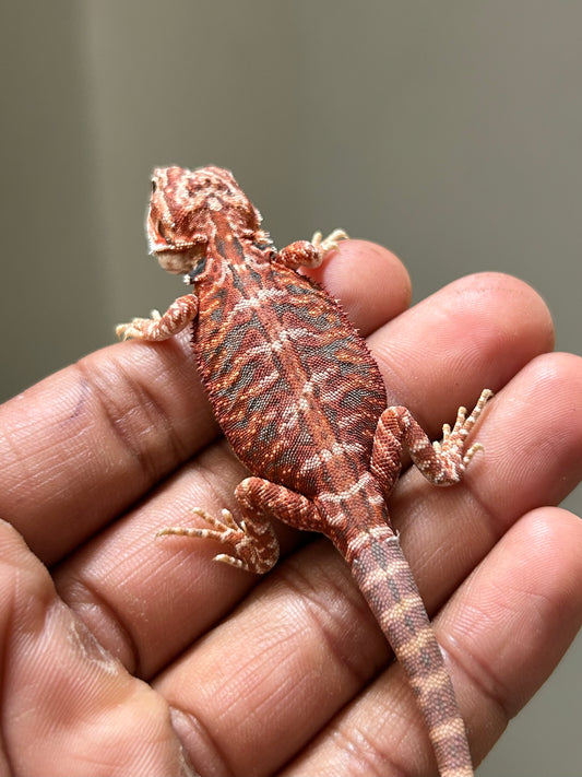 Pogona Chamuco hypo leatherback macho