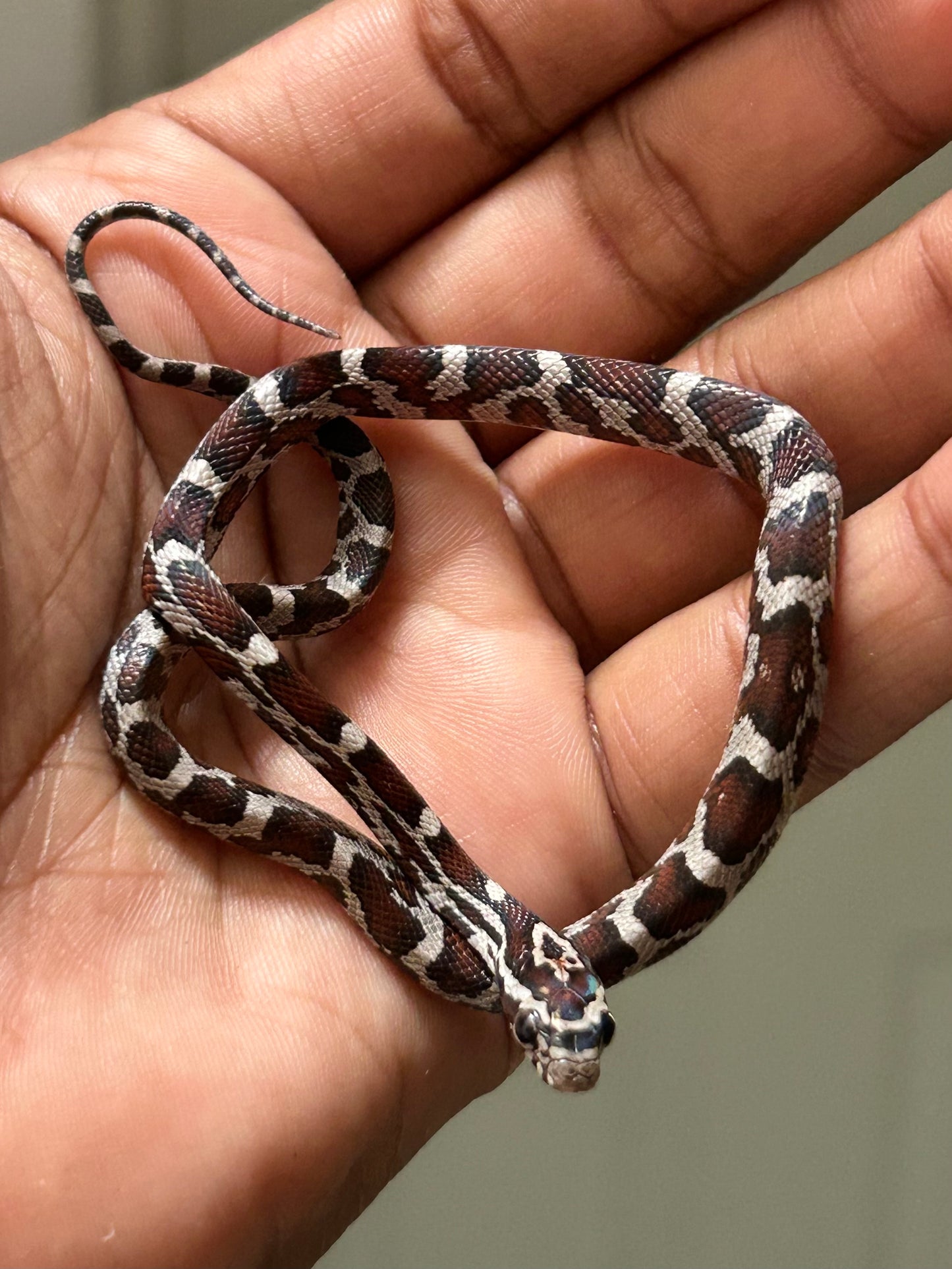 Serpiente maicera anery hembra