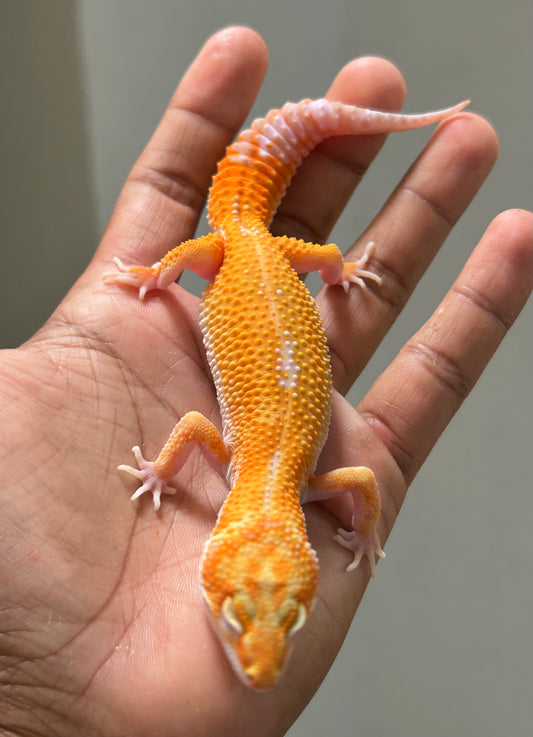 Gecko Leopardo HC Tremper hembra