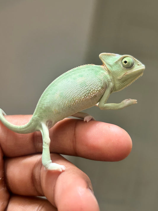 Camaleón de velo low pied hembra