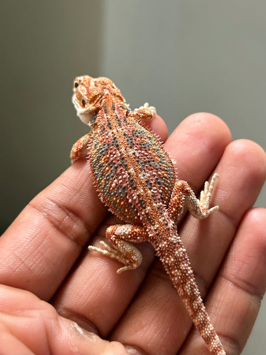 Pogona Red hypo dunner macho