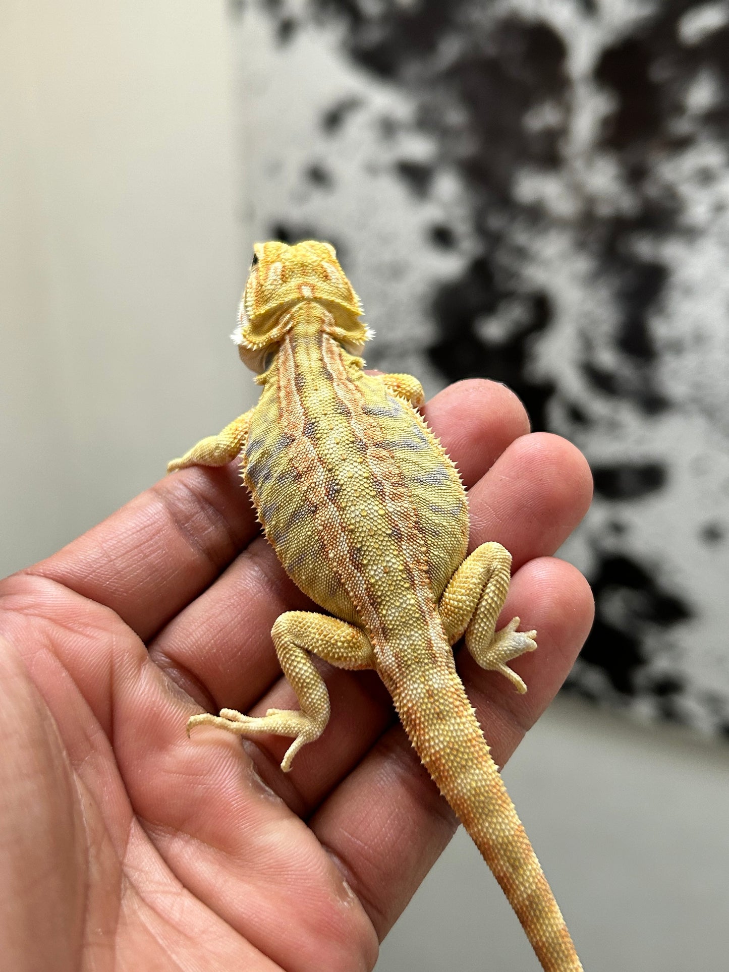 Pogona Citrus hypo leatherback hembra