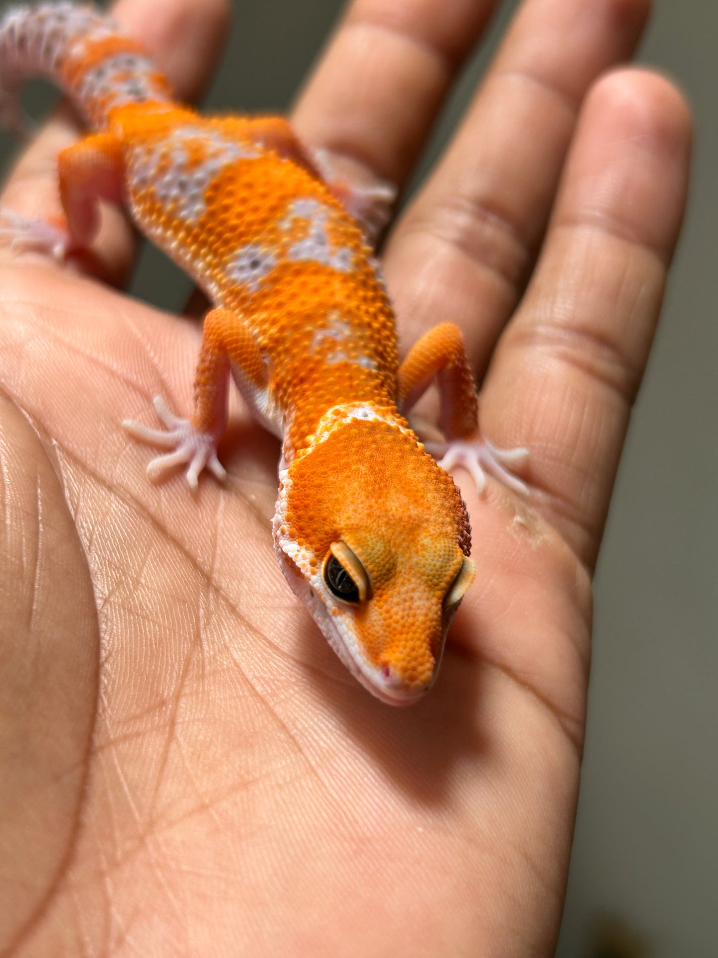 Gecko leopardo Blood inferno macho