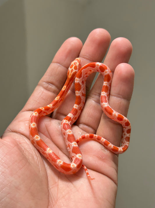 Serpiente del maíz albina macho