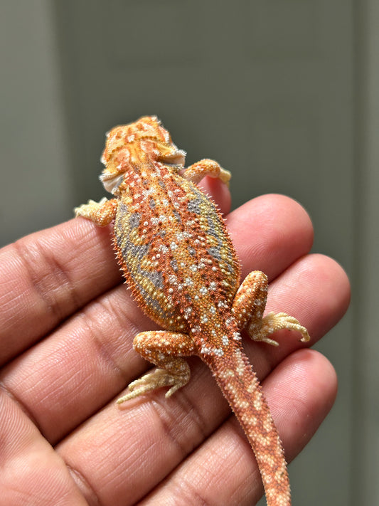 Pogona chamuco hypo dunner het trans hembra