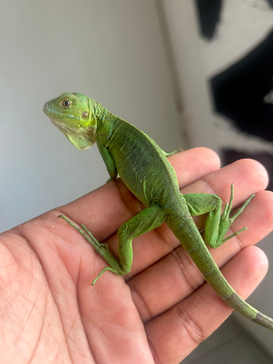 Iguana het albino