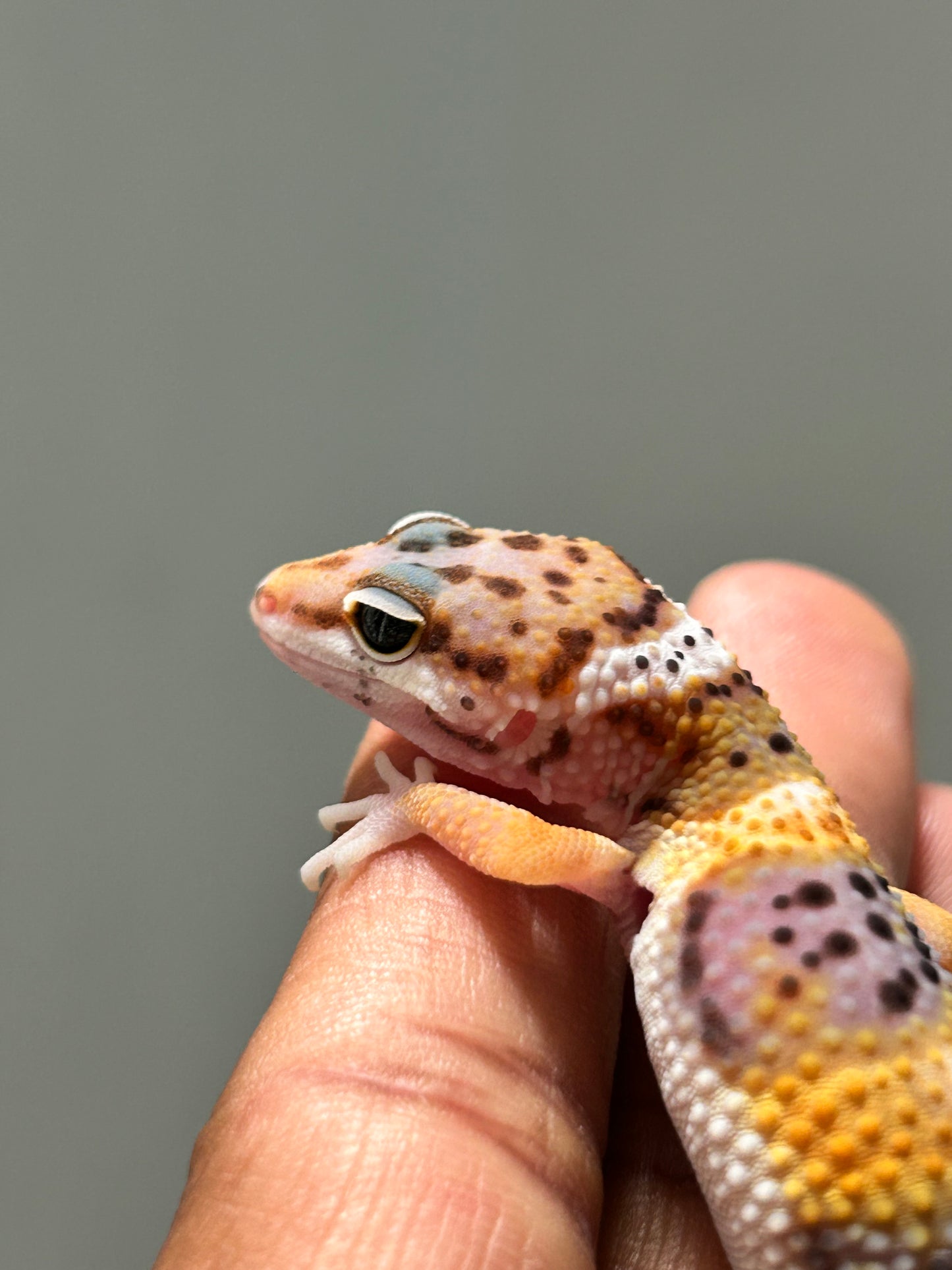 Gecko leopardo High Yellow hembra
