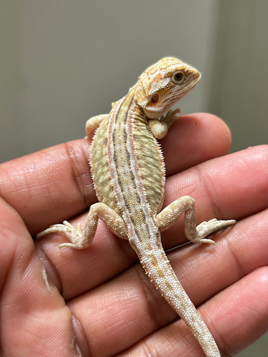 Pogona Citrus hypo leatherback dunner macho