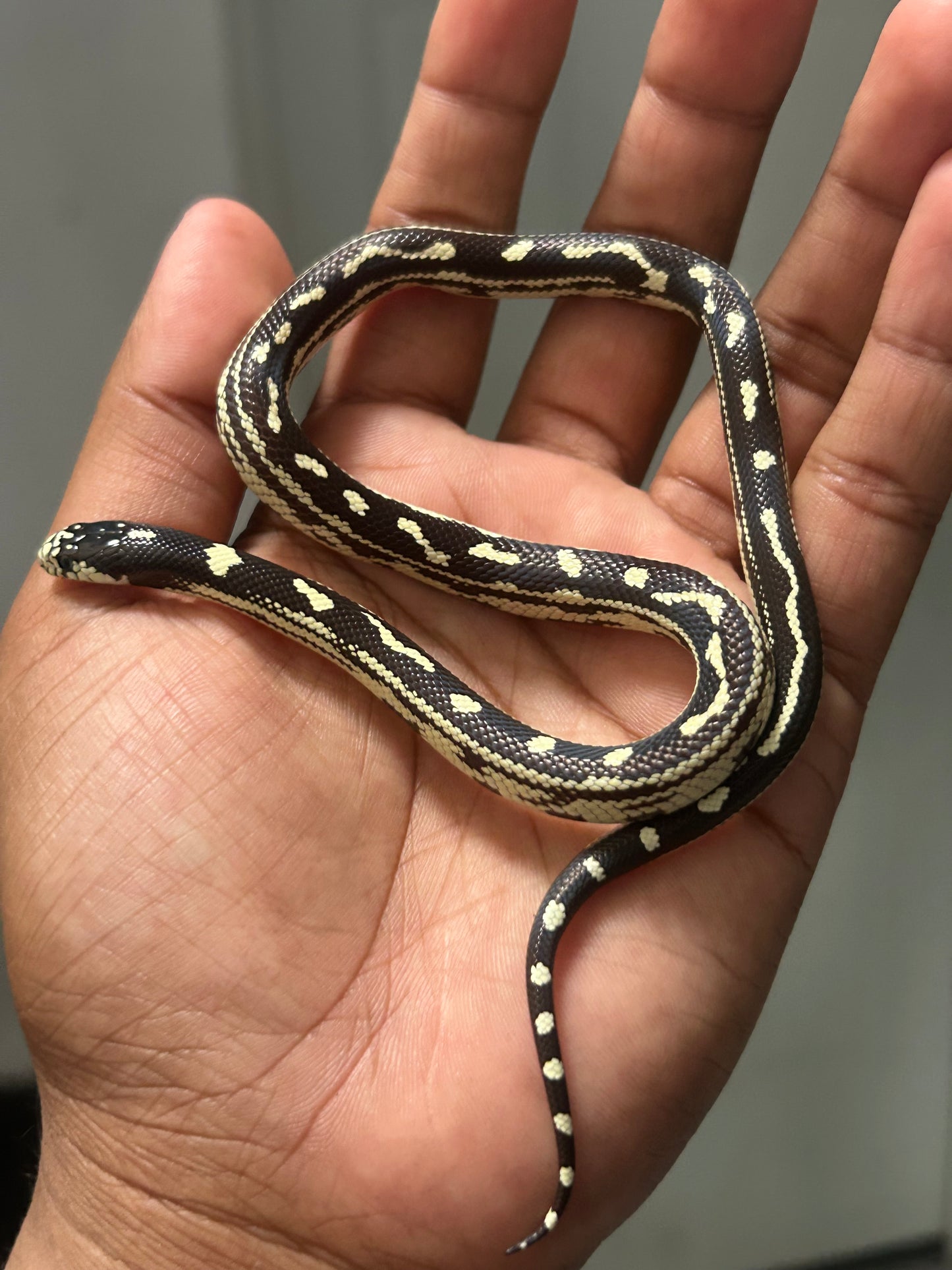 Serpiente rey de california aberrante