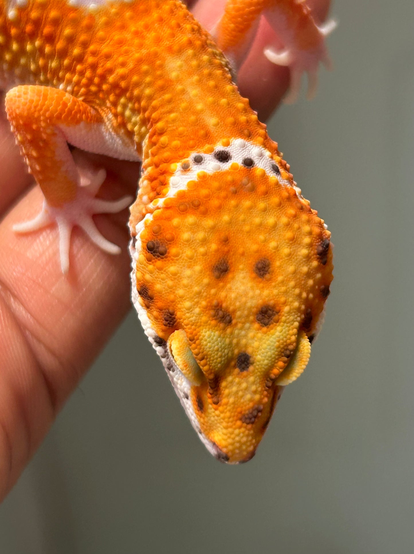 Gecko leopardo Blood inferno macho
