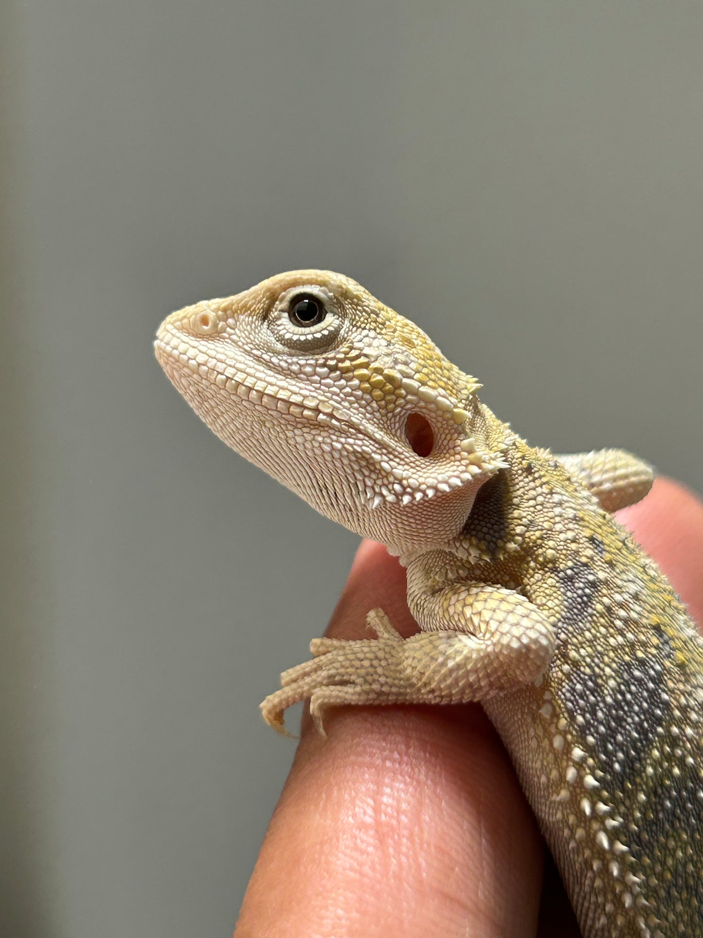 Pogona Hypo het zero macho