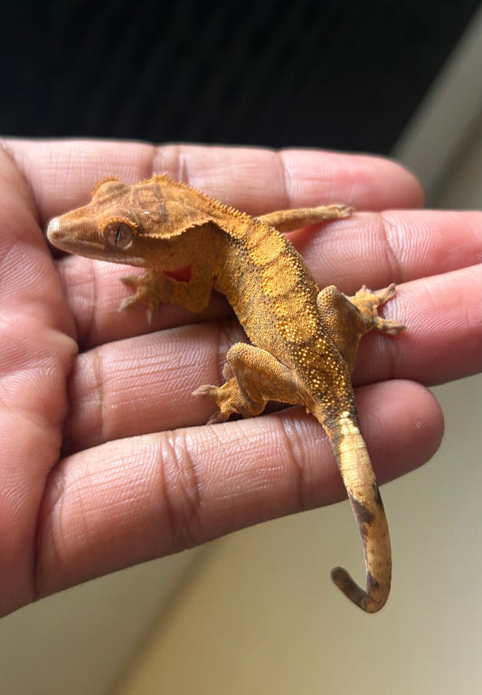 Gecko crestado flame