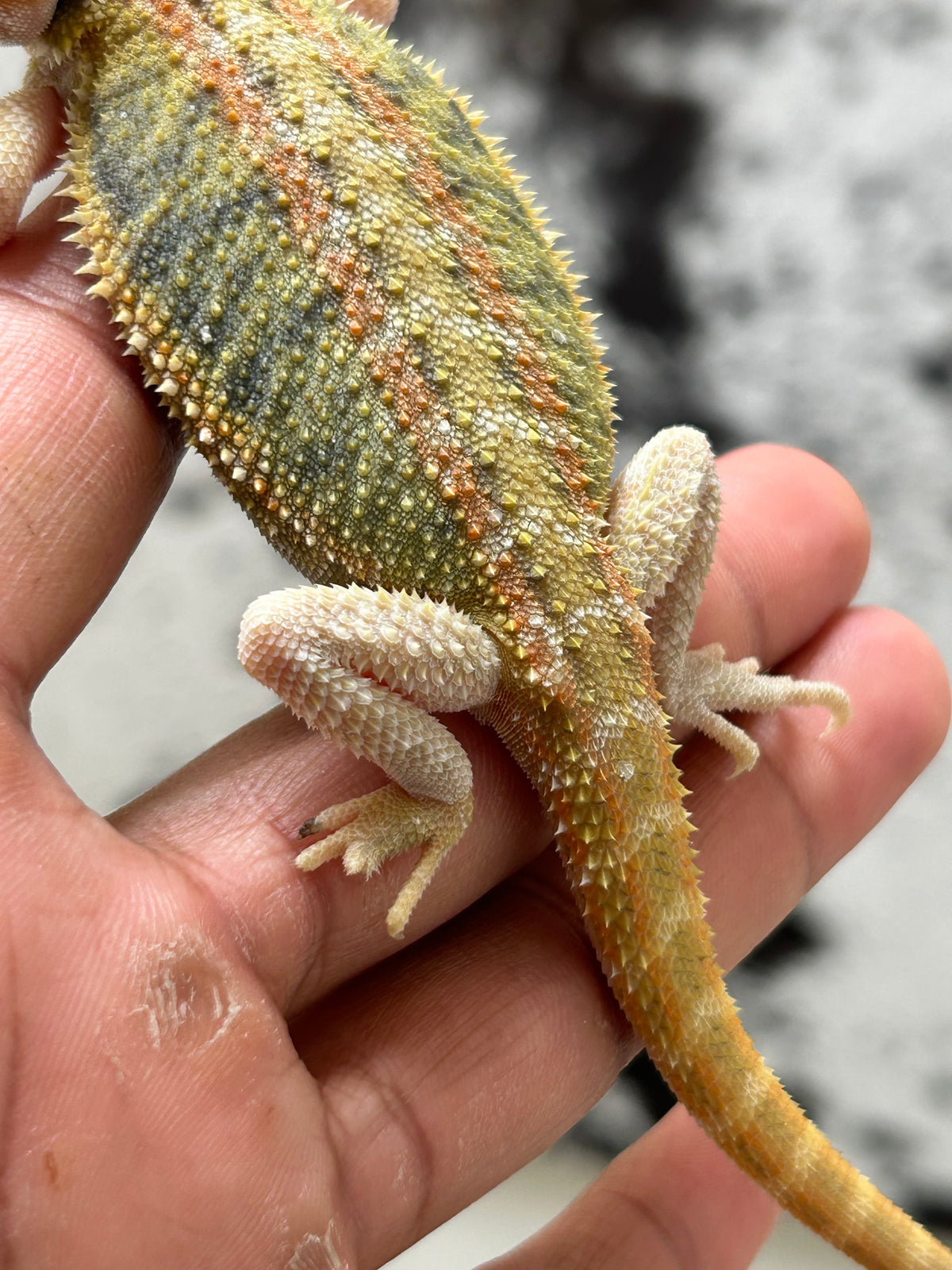 Pogona Orange hypo trans macho (Detalle en pata)