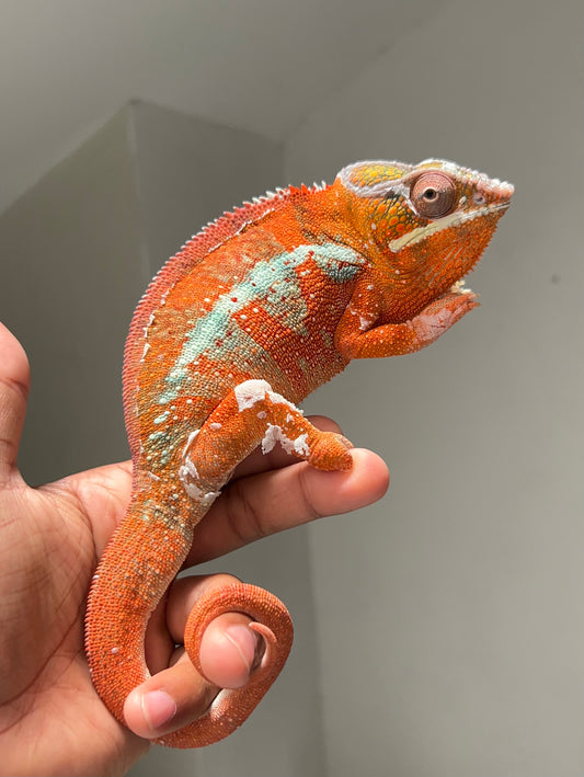 Camaleón pantera tamatave macho