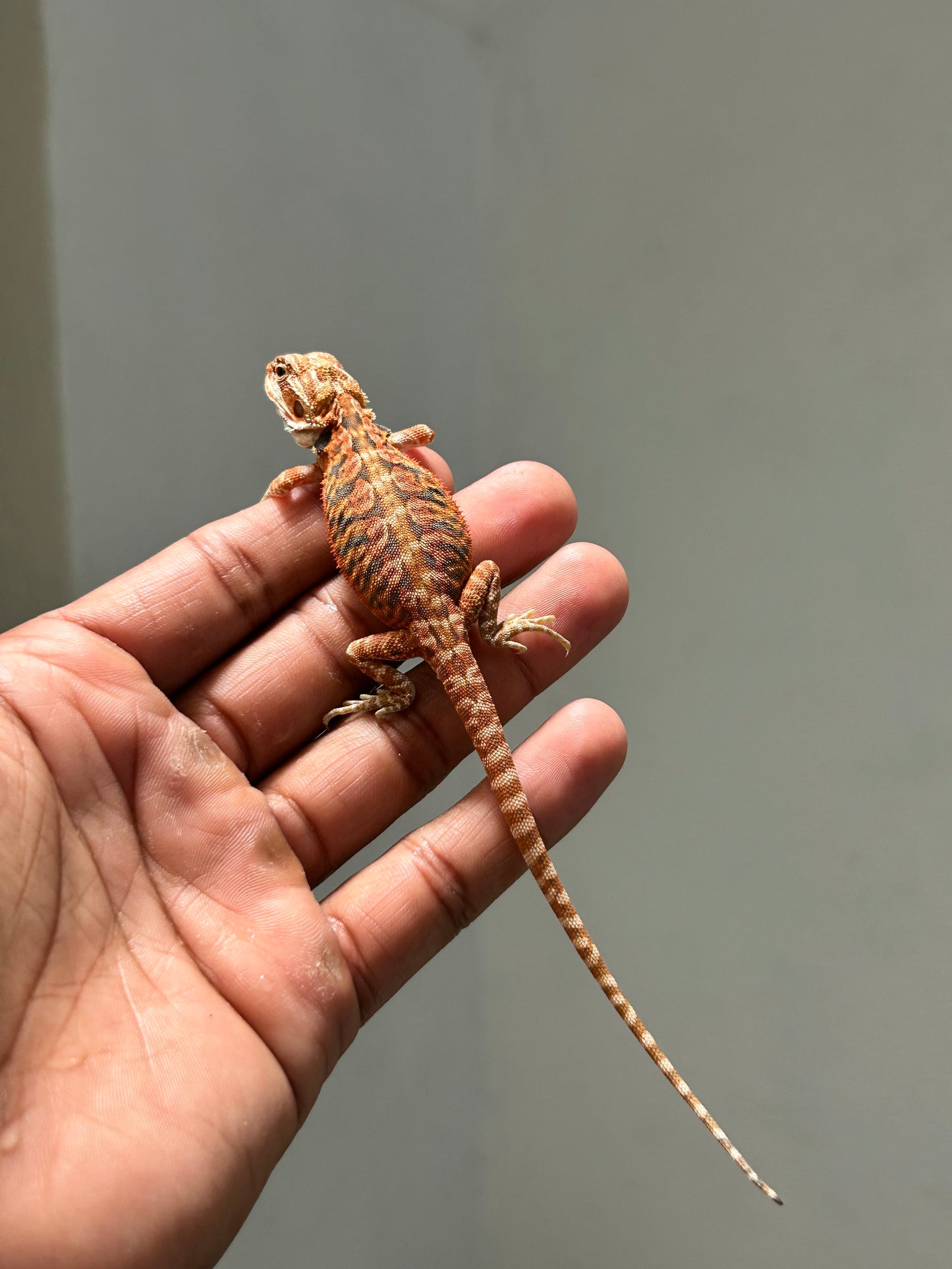 Pogona Chamuco hypo leatherback hembra