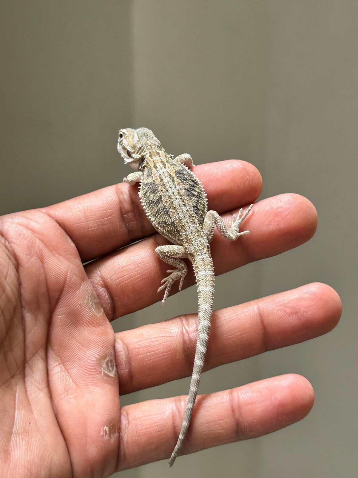 Pogona Hypo het zero macho (Nip Tail)
