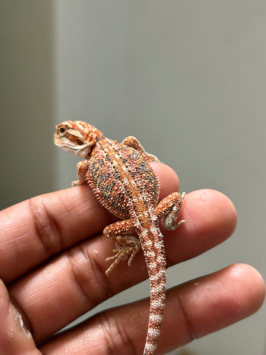 Pogona Red hypo dunner macho